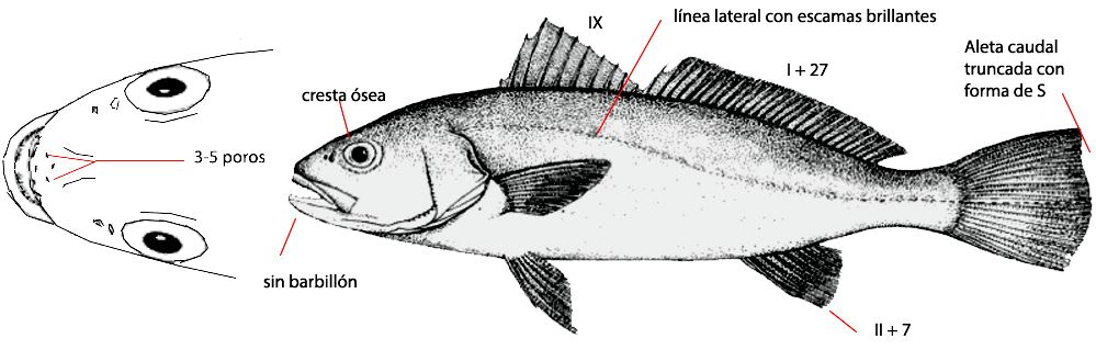 Argyrosomus regius_01.jpg